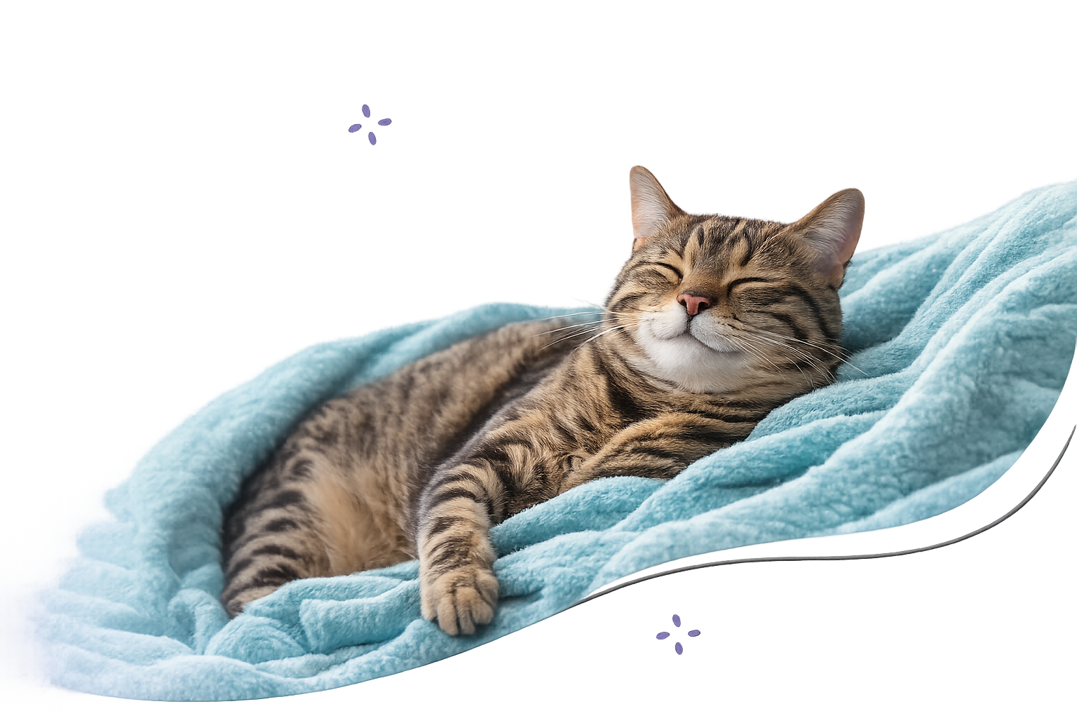 catonbed https://auroracatsitters.co.uk/wp-content/uploads/2026/01/catonbed.png